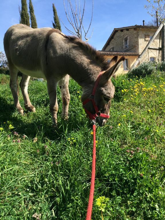 Agriturismo L'Oca Blu Hotel Gubbio Zewnętrze zdjęcie